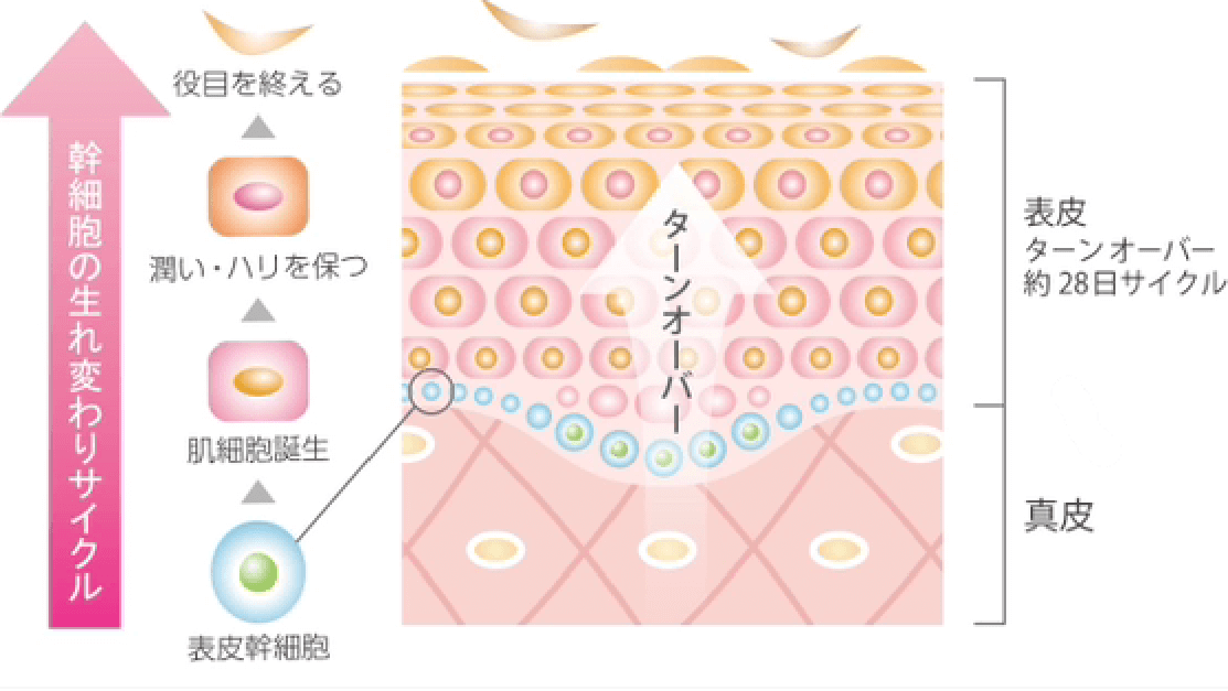 幹細胞の生れ変わりサイクルのイメージ画像